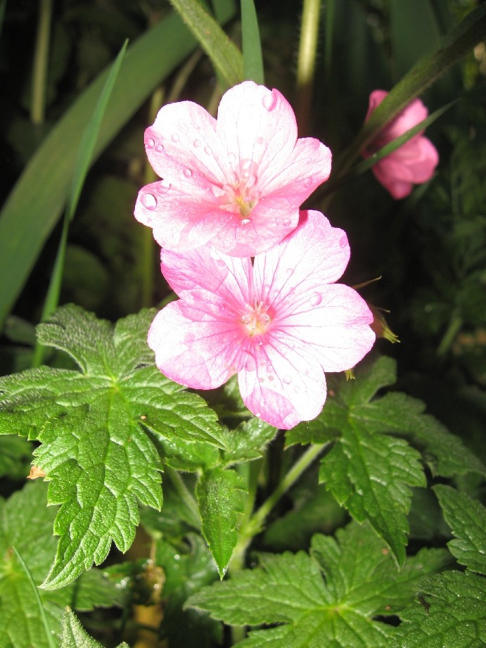 les jardins du mois de Mai commencent à être en fleurs - Page 2 24_mai10