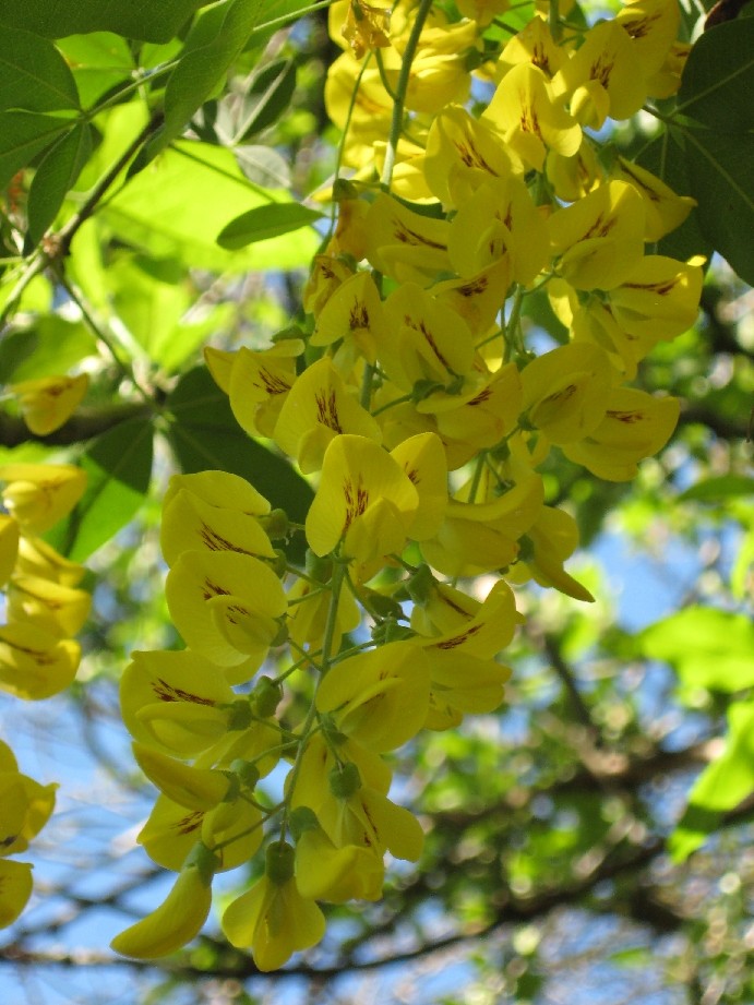 les jardins du mois de Mai commencent à être en fleurs - Page 2 24_mai17