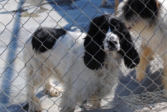 lua cocker femelle blanche et noire 7 ans espagne Orion-10