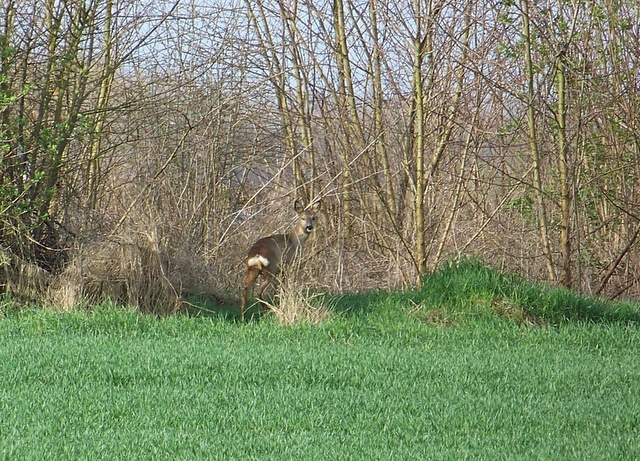 Techniques modernes de chasse. - Page 2 100_5133