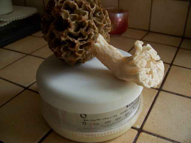 morilles - Page 12 101_2618