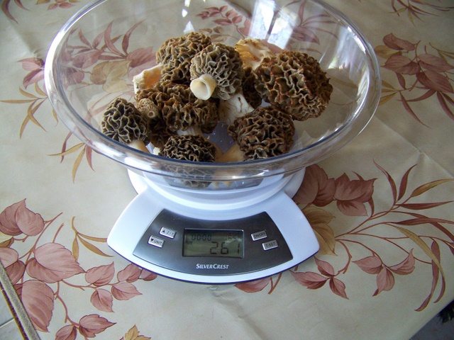 morilles - Page 28 19_04_12