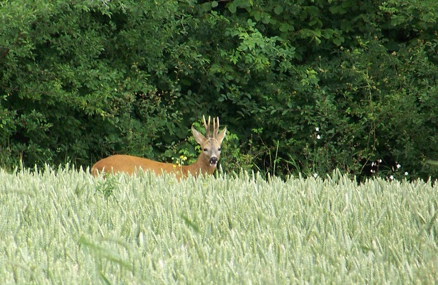 Mes sorties, Pirsch Affût  -  Saison de chasse 2010/2011 - Page 22 21_06_10