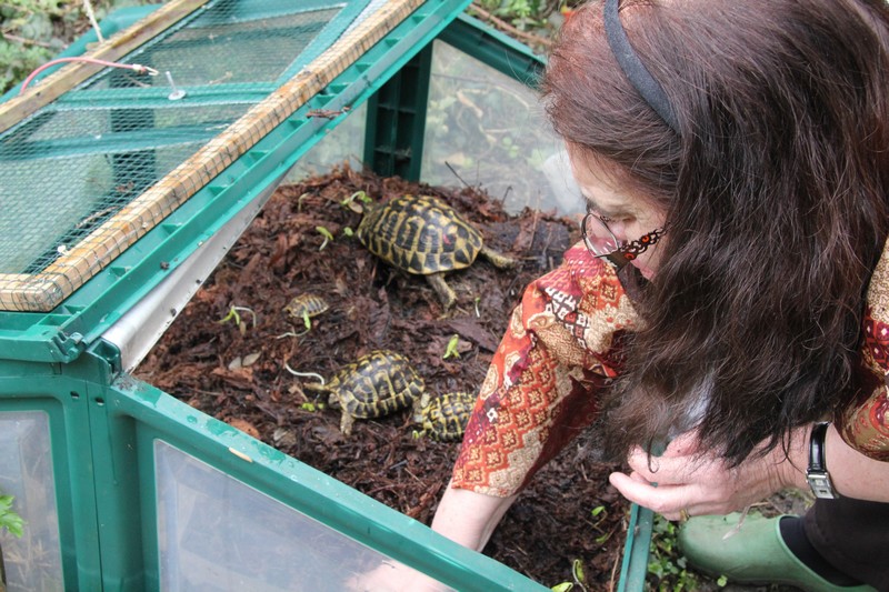 J'ai enlevé les protections... Tortue14