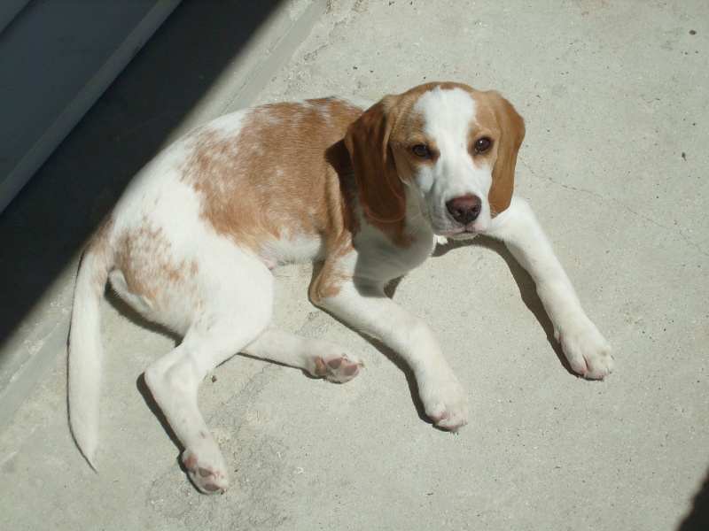 ACHILLE, beagle mâle, 2 ans (54) Achill10
