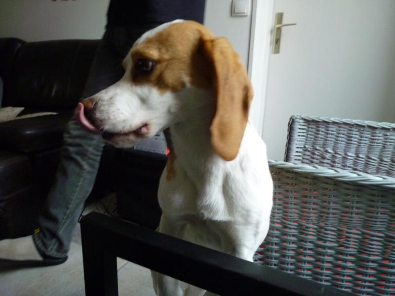 ACHILLE, beagle mâle, 2 ans (54) P1010413
