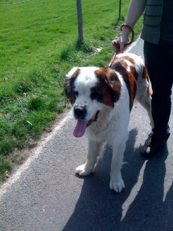 Cemarron , st bernard male 3 ans Le havre Photo339