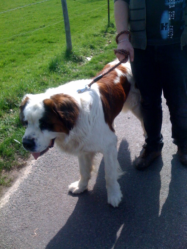 Cemarron , st bernard male 3 ans Le havre Photo340