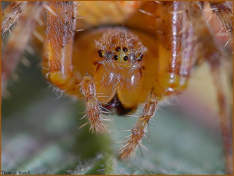 le regard d' une epeire Photo_11