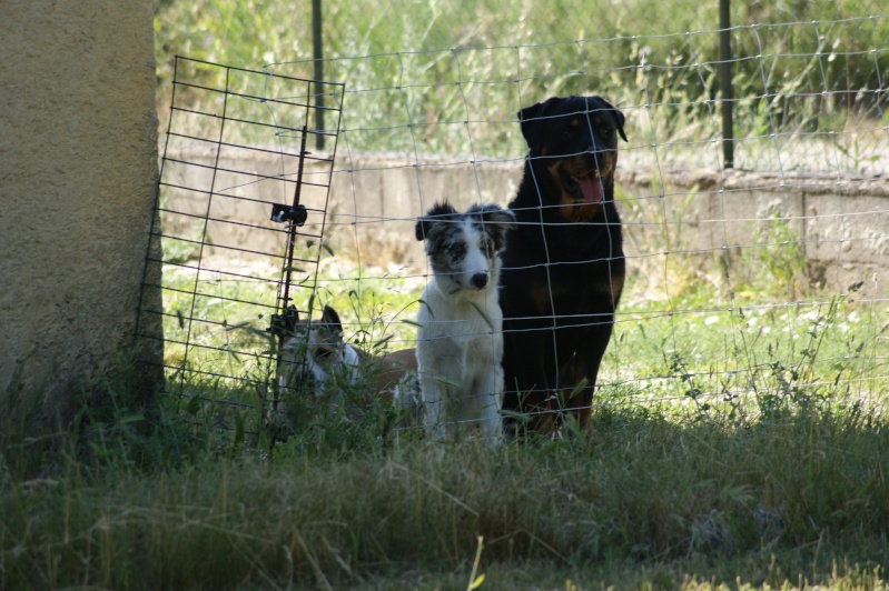 Ça y est j'ai fait tondre mes moutons. Dsc01219