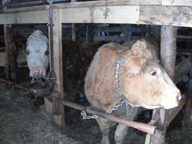 Mes vaches  2010_010