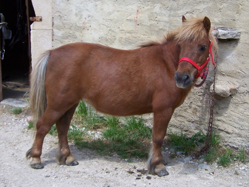 Ferme des Mignotines - shetland et poneys C/D en Bourgogne 100_3910
