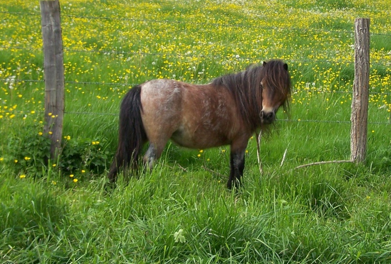 Ferme des Mignotines - shetland et poneys C/D en Bourgogne 100_6018