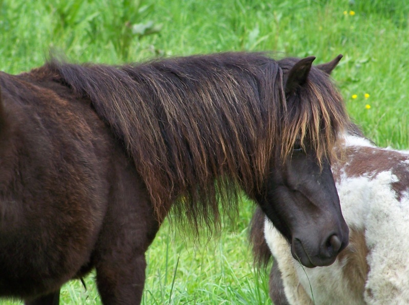 Ferme des Mignotines - shetland et poneys C/D en Bourgogne 100_6024