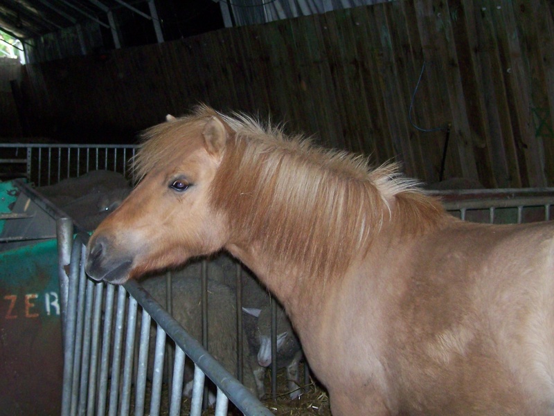 Ferme des Mignotines - shetland et poneys C/D en Bourgogne 100_6120