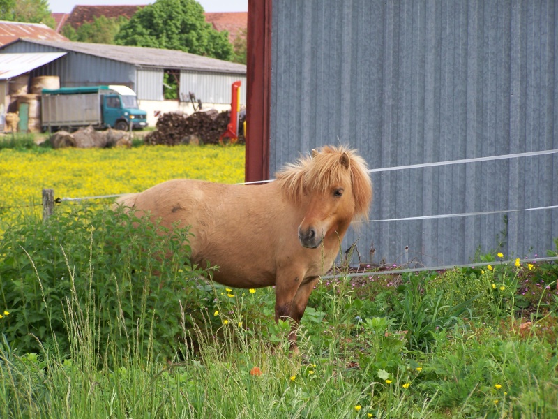 Ferme des Mignotines - shetland et poneys C/D en Bourgogne 100_6211