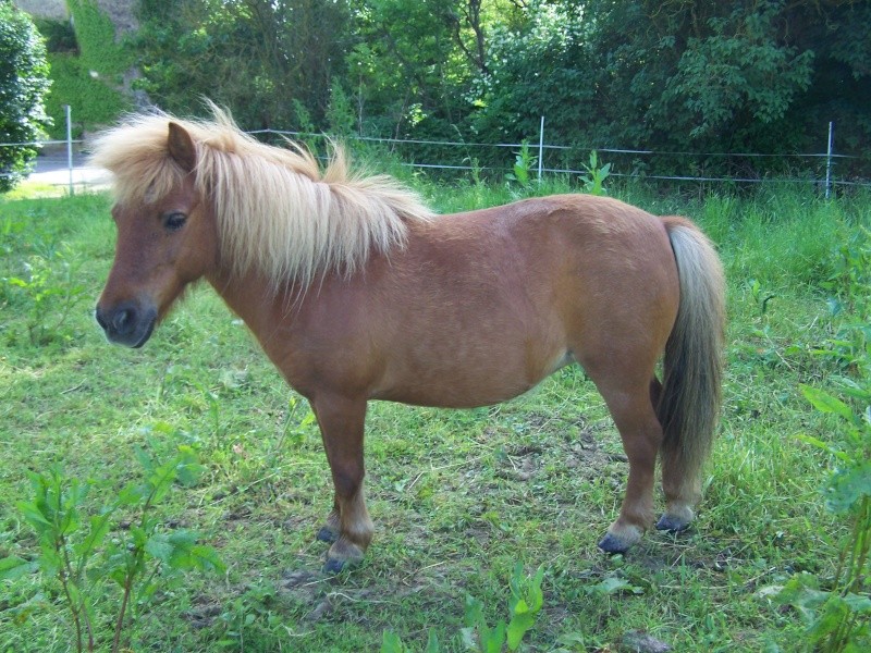 Ferme des Mignotines - shetland et poneys C/D en Bourgogne 100_6413