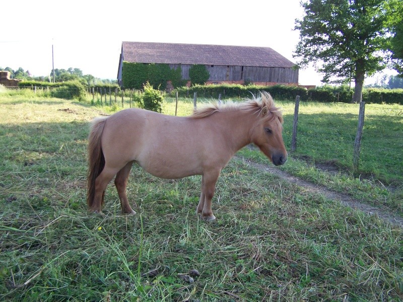 Ferme des Mignotines - shetland et poneys C/D en Bourgogne 100_6520