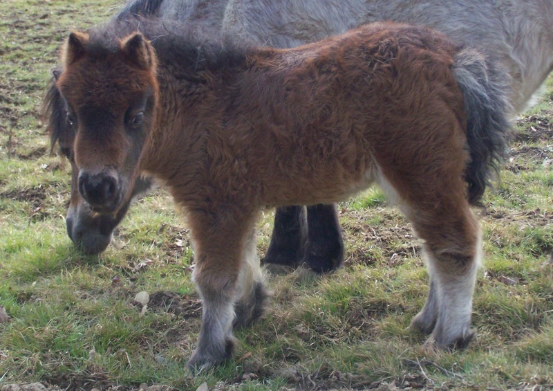 Ferme des Mignotines - shetland et poneys C/D en Bourgogne 100_9117