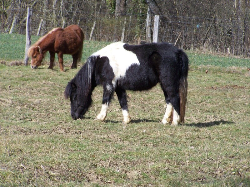 Ferme des Mignotines - shetland et poneys C/D en Bourgogne 100_9126