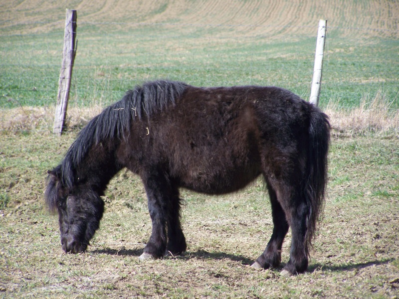 Ferme des Mignotines - shetland et poneys C/D en Bourgogne 100_9129