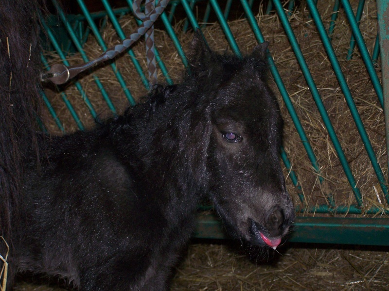 Ferme des Mignotines - shetland et poneys C/D en Bourgogne - Page 8 100_9137