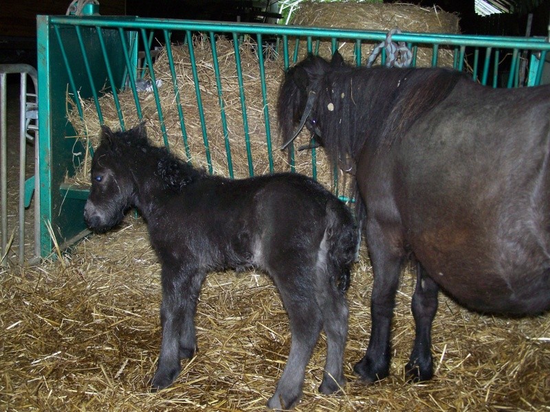 Ferme des Mignotines - shetland et poneys C/D en Bourgogne - Page 8 100_9138