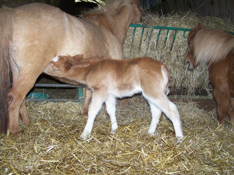 Ferme des Mignotines - shetland et poneys C/D en Bourgogne 100_9426