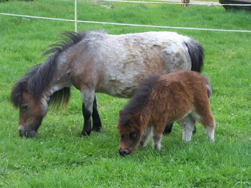 Ferme des Mignotines - shetland et poneys C/D en Bourgogne - Page 2 100_9615