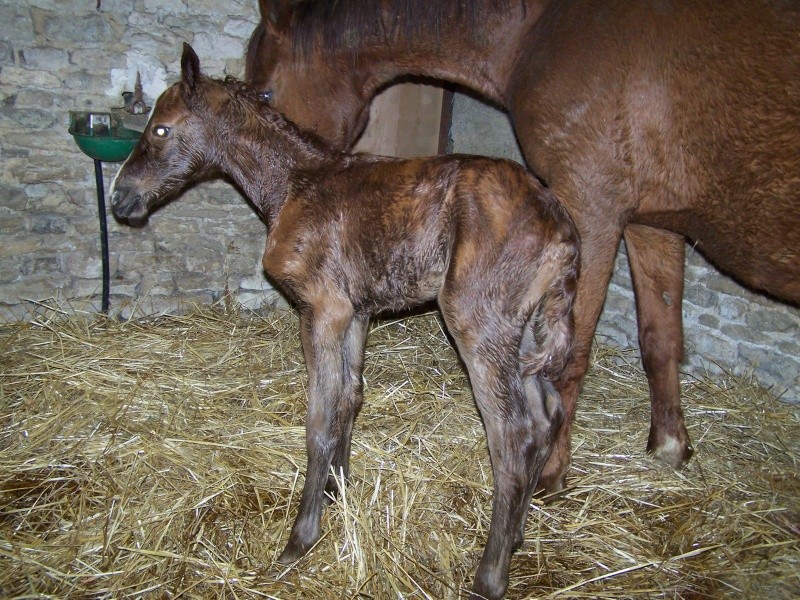 2011 - BRICOLO DES MIGNOTINES 101_1021