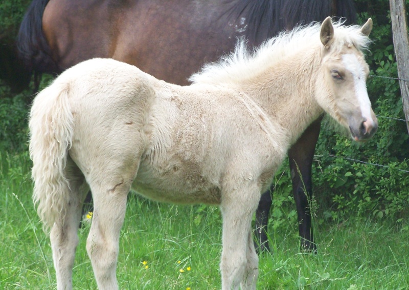 Ferme des Mignotines - shetland et poneys C/D en Bourgogne - Page 14 101_9316