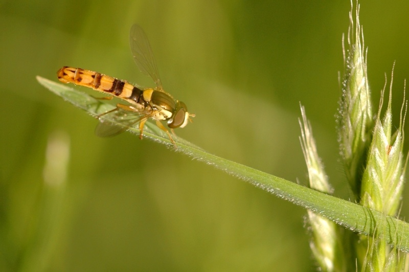 [Sphaerophoria scripta] Sphaerophoria scripta ? Dsc_5212