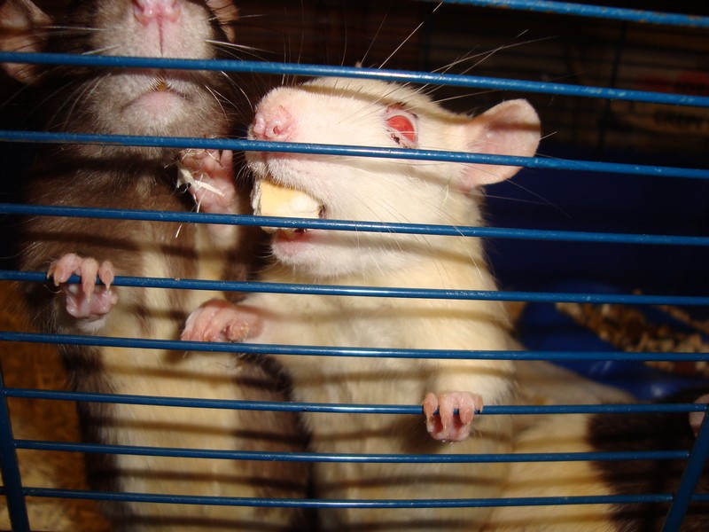 Sauvetage de 150 rats chez moi (fev 2010) Dsc06711