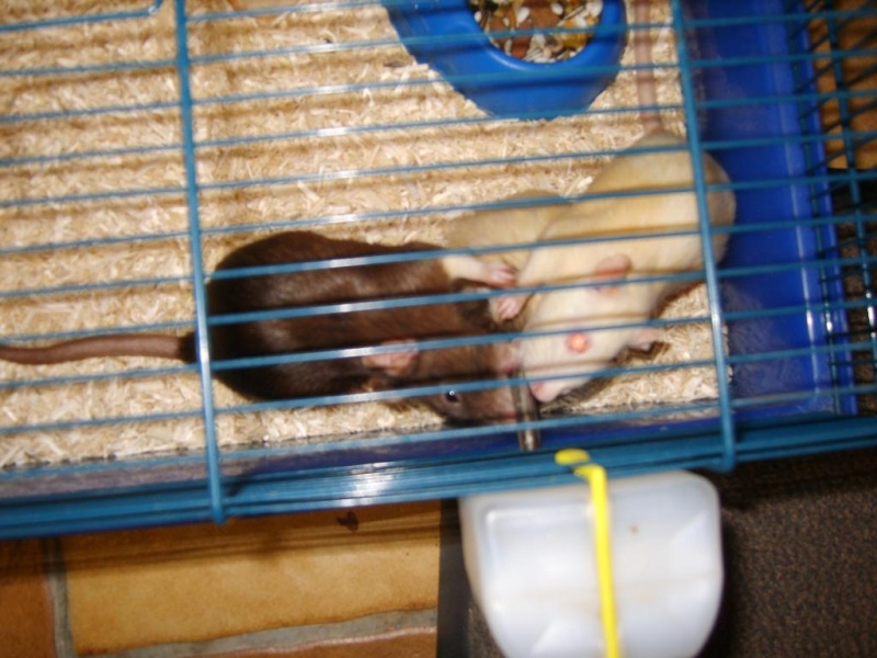 Sauvetage de 150 rats chez moi (fev 2010) S8304110