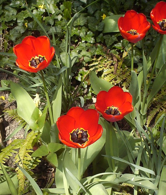 Tulipes Hpim9010