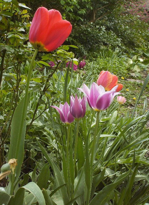 Tulipes Hpim9111