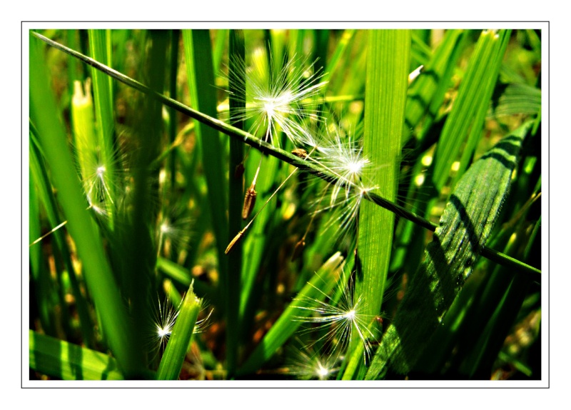 Etoiles tombes du ciel... Etoile10