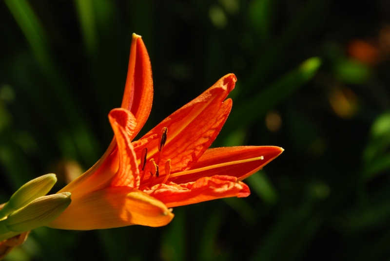 Photo du jour du 12 Juin ... Jardin12