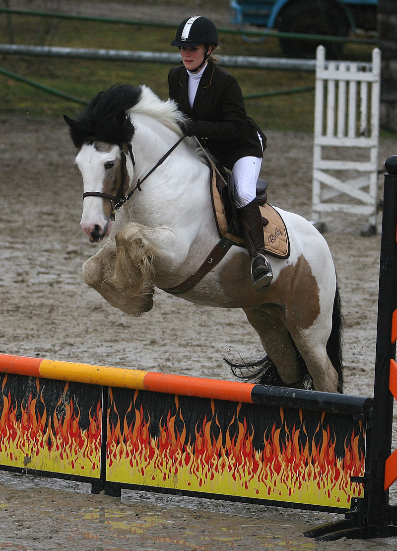 l'irish cob mesure quelle taille ? C'est un poney ou un cheval ? Buddy_10