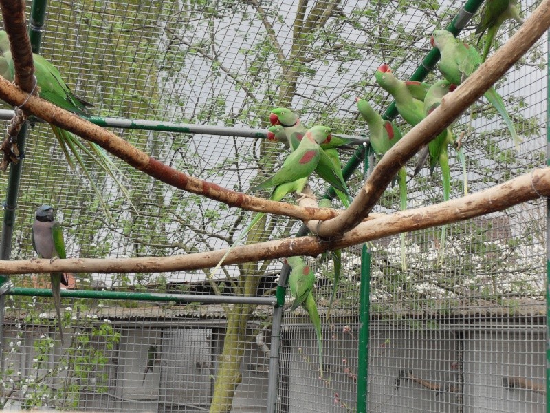 nouveau oiseaux chez moi..... - Page 2 Sdc11018