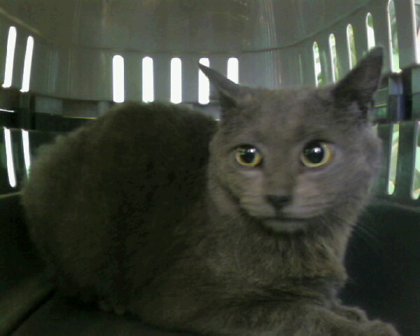 Chry chaton gris  adopter 77 0_0_210