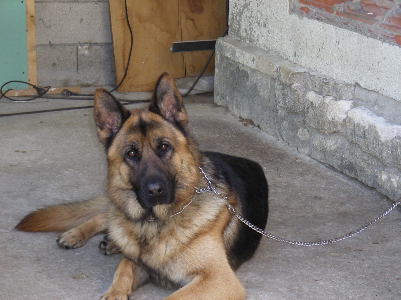 urgent berger allemand 6 ans. 77 Vasco10