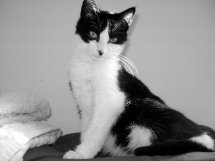 Mon chat Tiffauges a disparu, nord charente( retrouvé) 70210