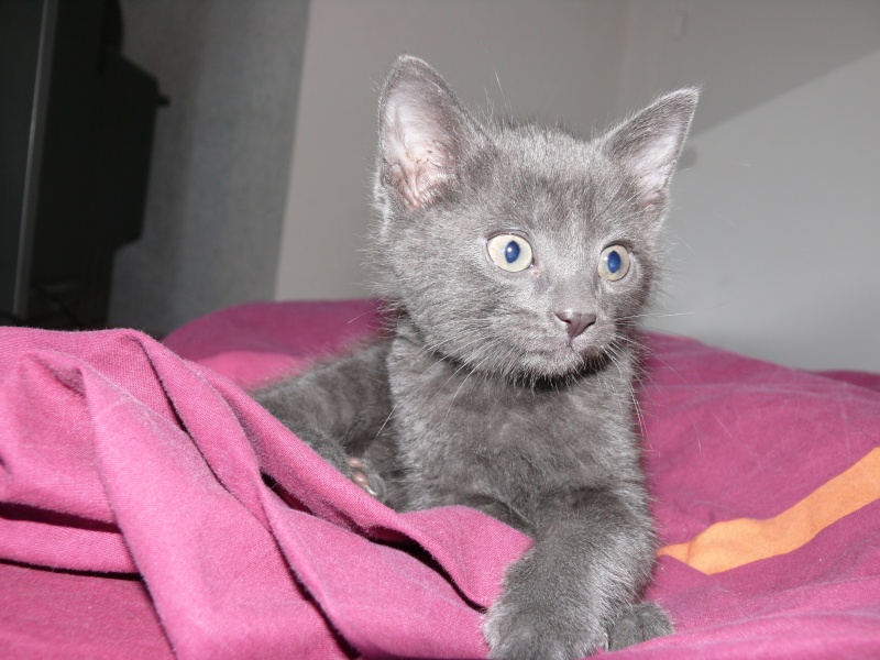 Fantasio [et Ariel (adopté) ], mini chat noir et blanc à Poitiers P1010811