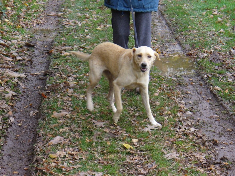 Daisy, labrador sable, 2ans en FA dans le 17 P1030218