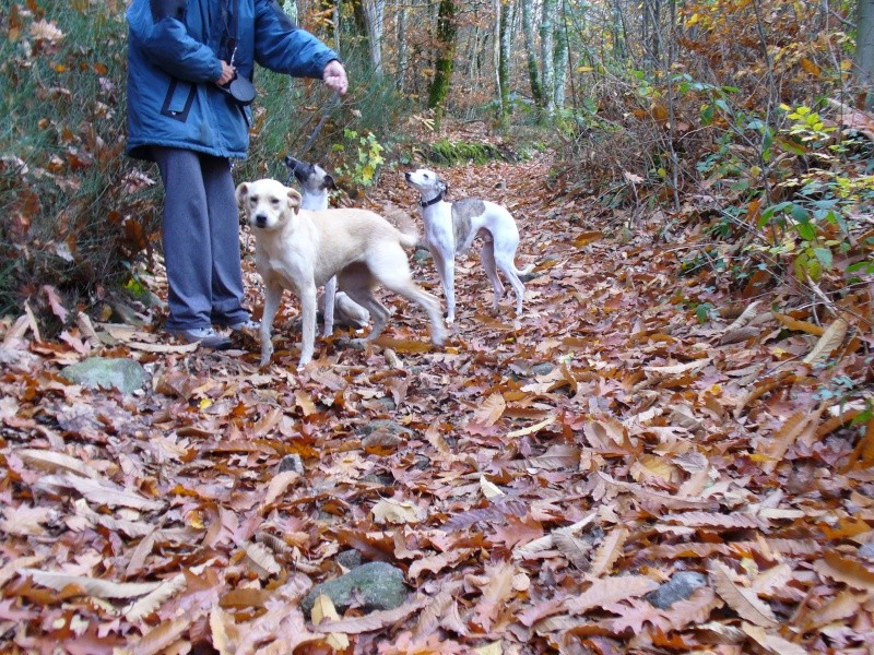 Daisy, labrador sable, 2ans en FA dans le 17 P1030310