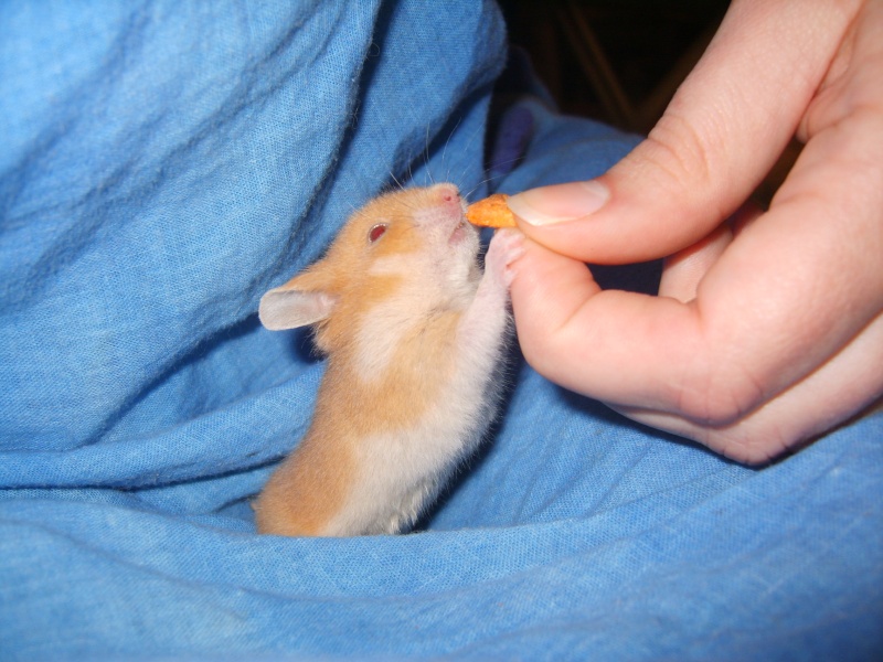 Infini, mon Nouveau bébé hamster :p S8003710