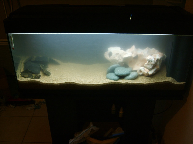 Mes aquariums - nouvelles photos !  S8003914