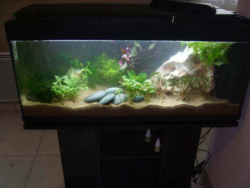 Mes aquariums - nouvelles photos !  S8003916