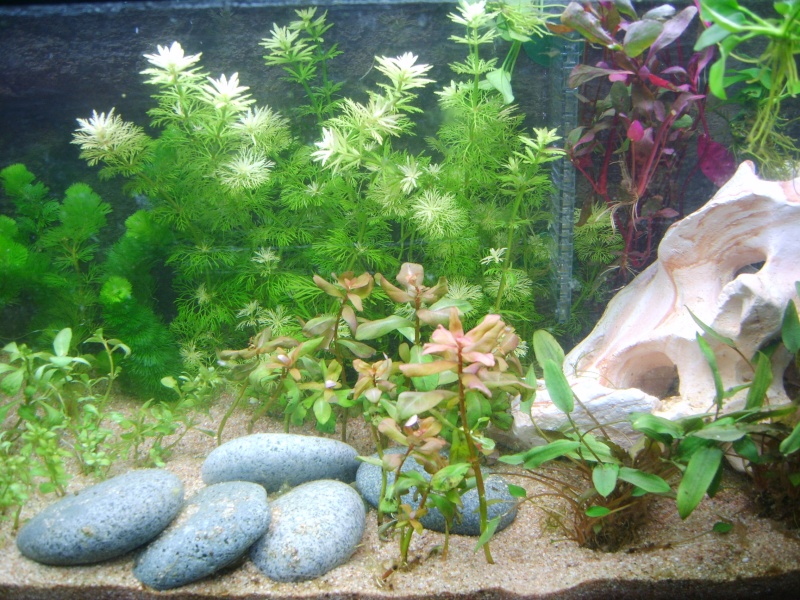 Mes aquariums - nouvelles photos !  S8003928